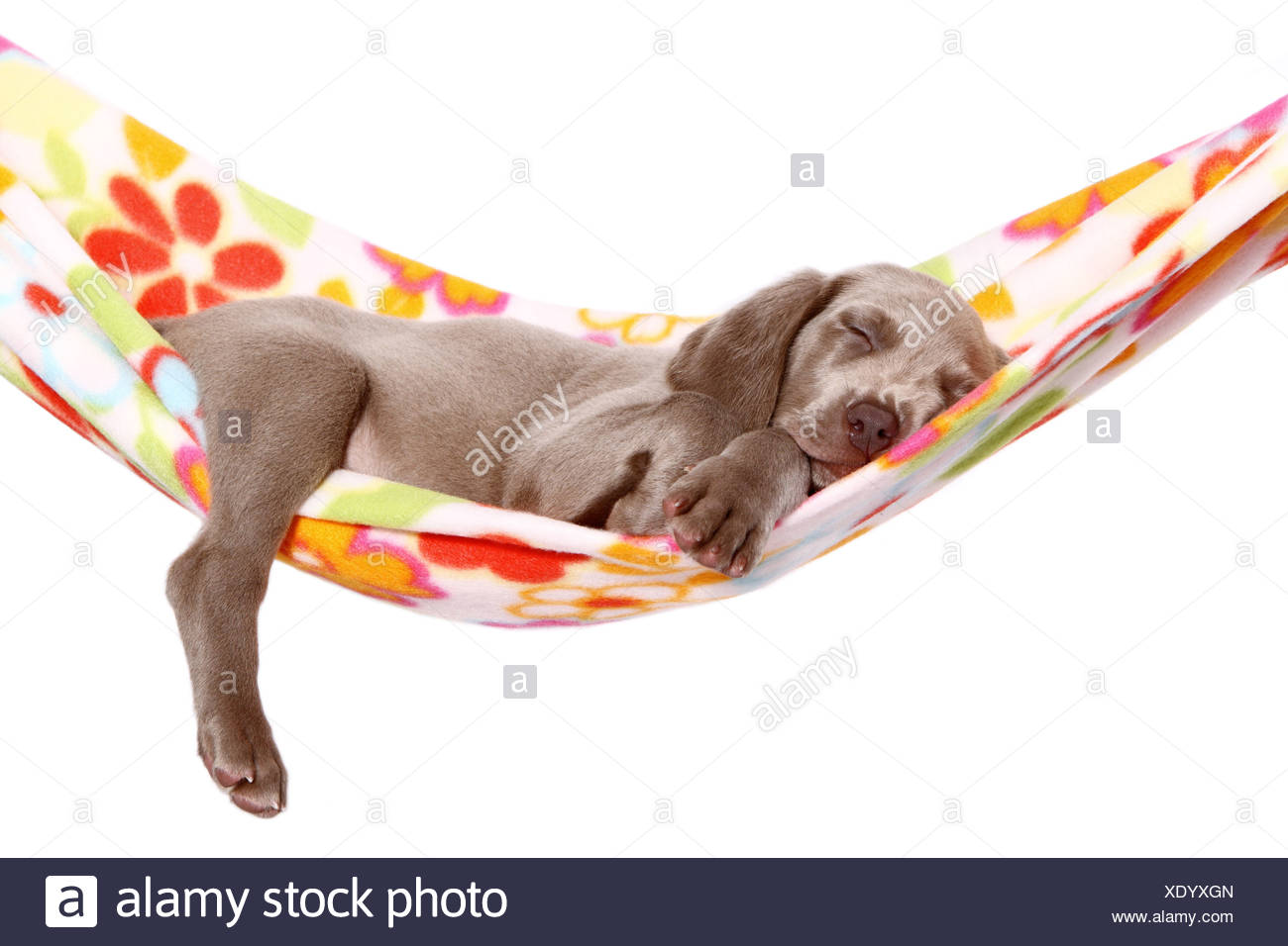 Weimaraner Puppy Stock Photo 283969973 Alamy