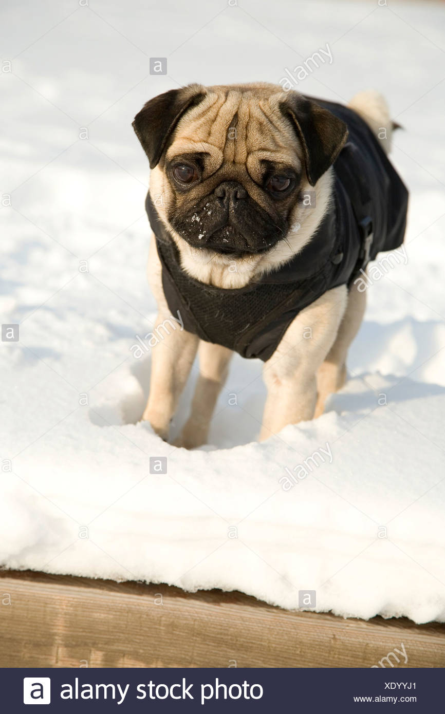 dog coats for pugs