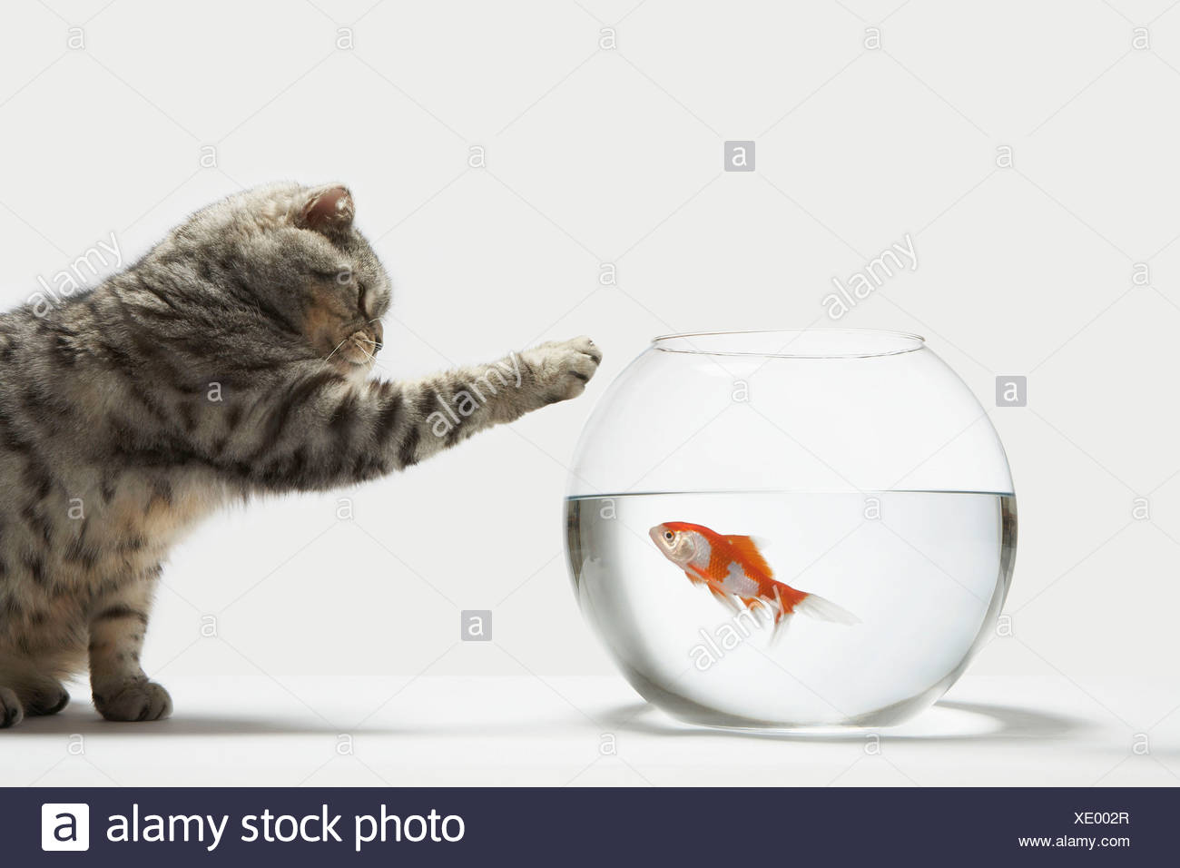 Cat And Fish Bowl High Resolution Stock Photography and Images Alamy