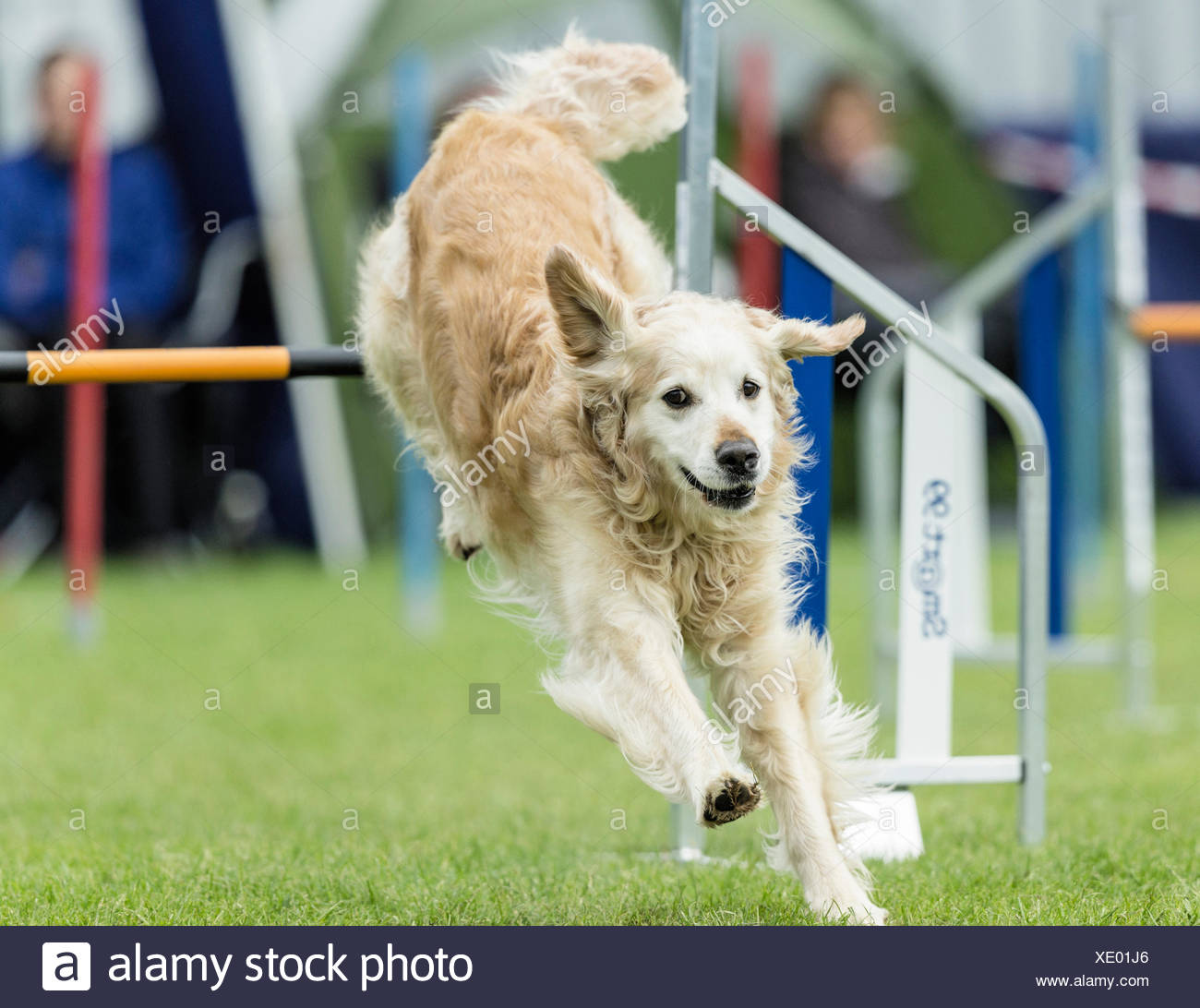 golden retriever agility