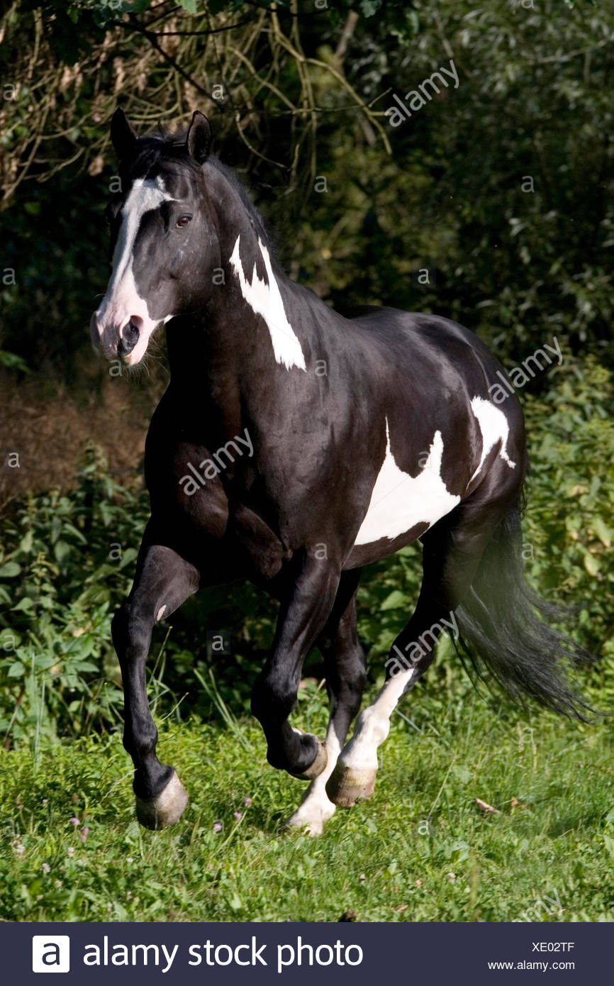 https://c8.alamy.com/comp/XE02TF/american-paint-horse-piebald-stallion-galloping-on-a-pasture-austria-XE02TF.jpg