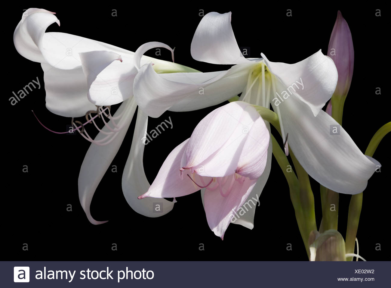 amaryllis Stock Photo