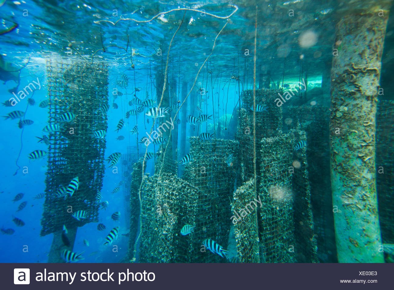 Oyster Farming Underwater Stock Photos & Oyster Farming Underwater