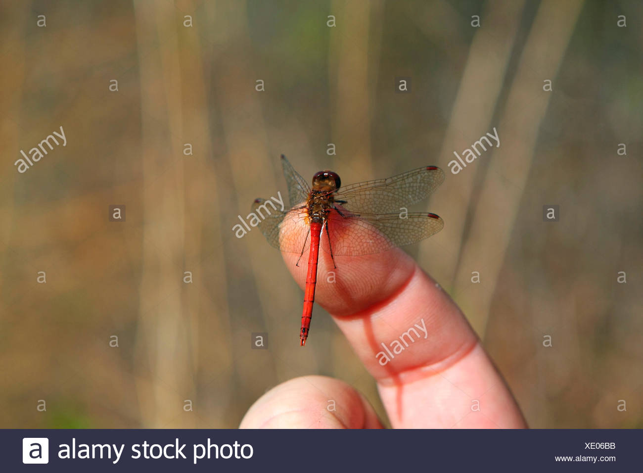 Ruby Meadowhawk Dragonfly Male Stock Photo