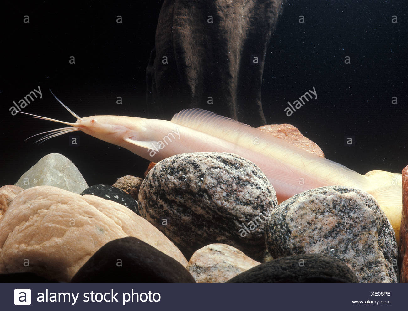 Albino Catfish High Resolution Stock Photography and Images - Alamy