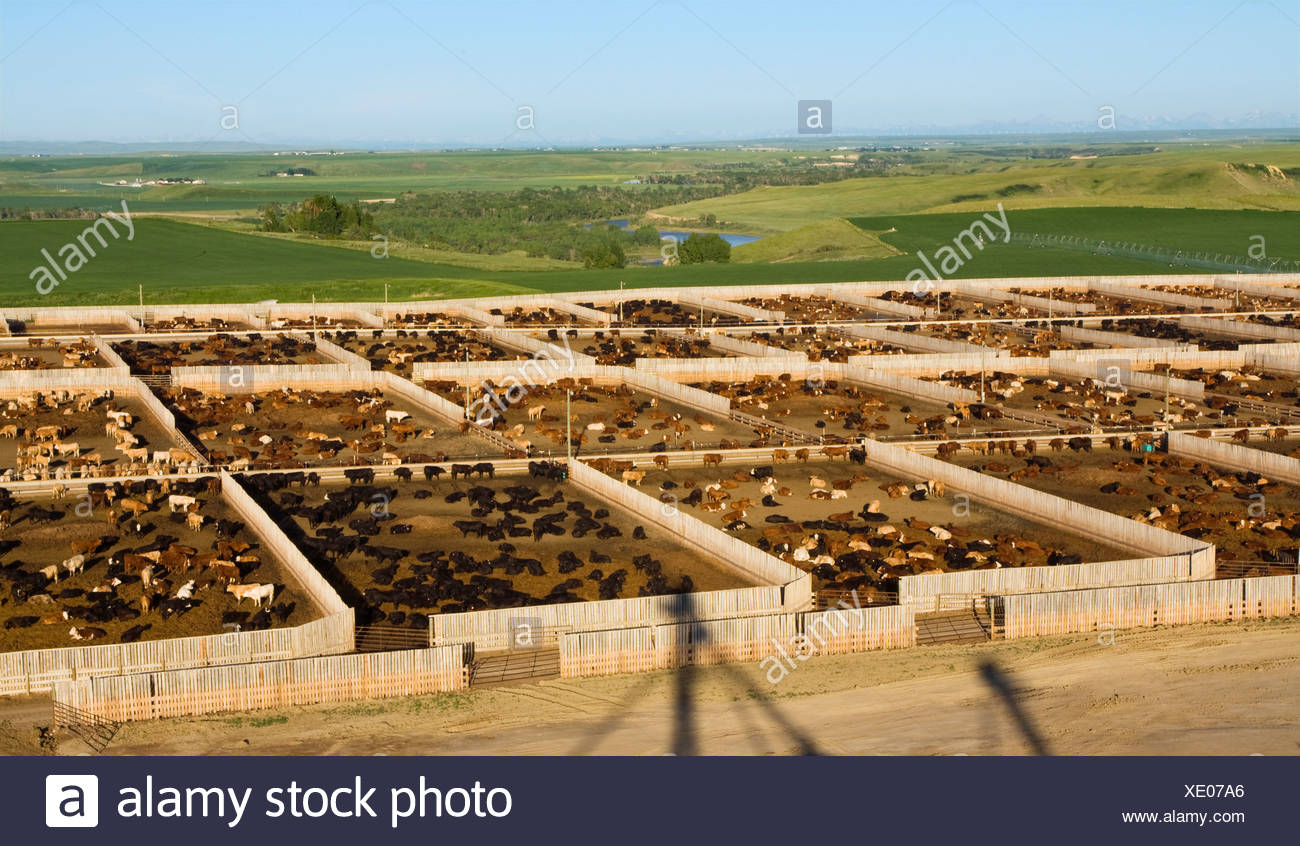 Cattle Feedlot Canada High Resolution Stock Photography and Images Alamy