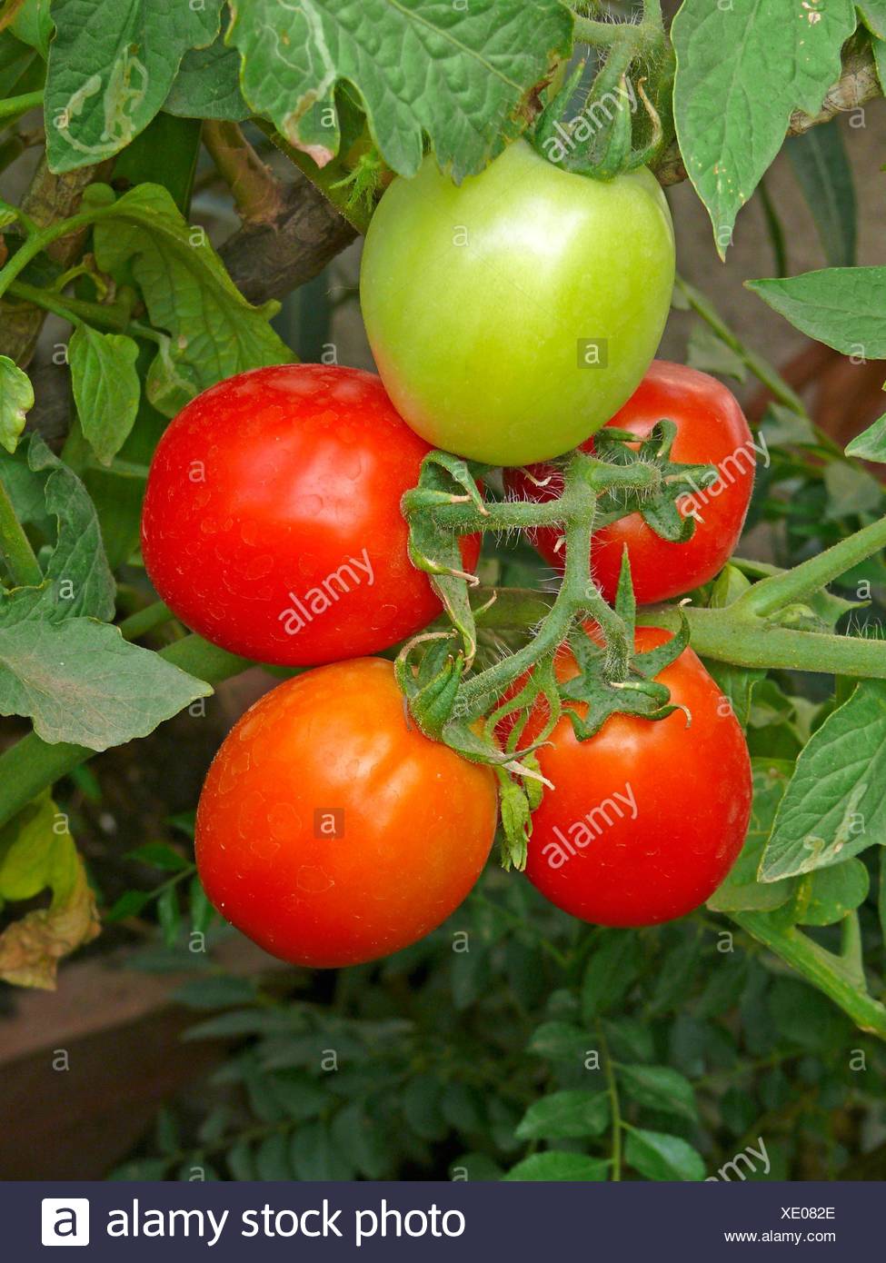 Lycopersicon High Resolution Stock Photography and Images - Alamy