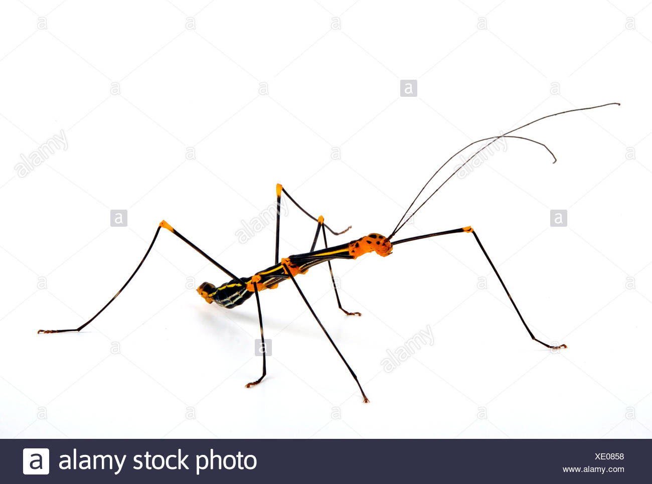 Oreophoetes Peruana High Resolution Stock Photography and Images Alamy
