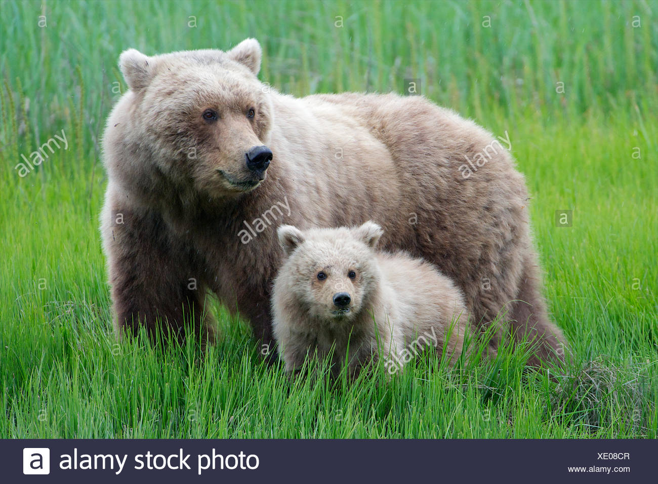 Bear Like Animal Stock Photos & Bear Like Animal Stock Images Alamy