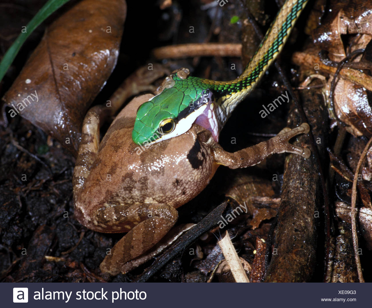 Green Headed Tree Snake Leptophis Mexicanus Feeding On Frog With