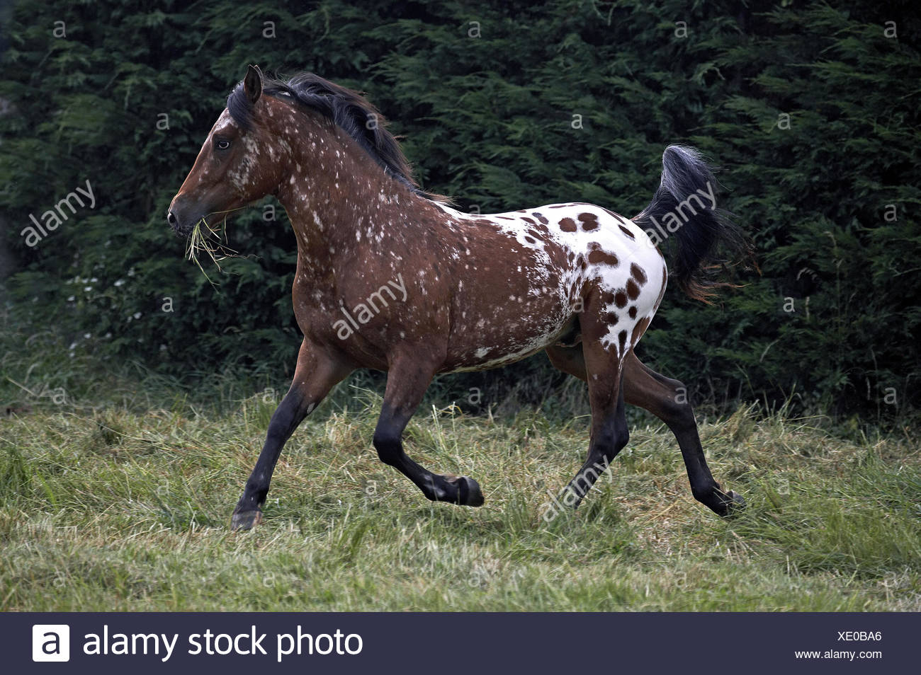 Page 2 - Appaloosa Horses High Resolution Stock Photography and Images - Alamy