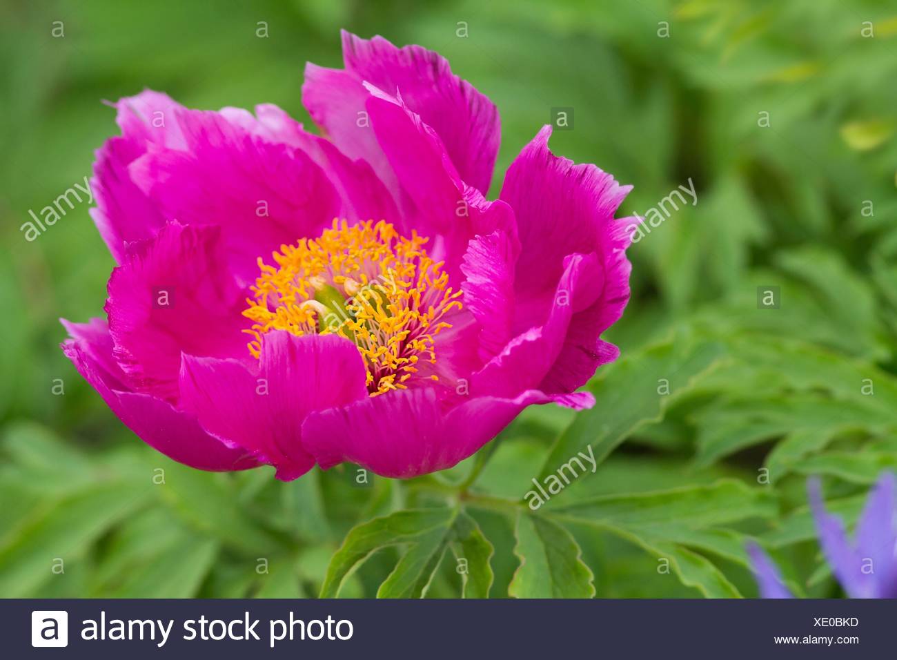 paeonia officinalis / common peony Stock Photo