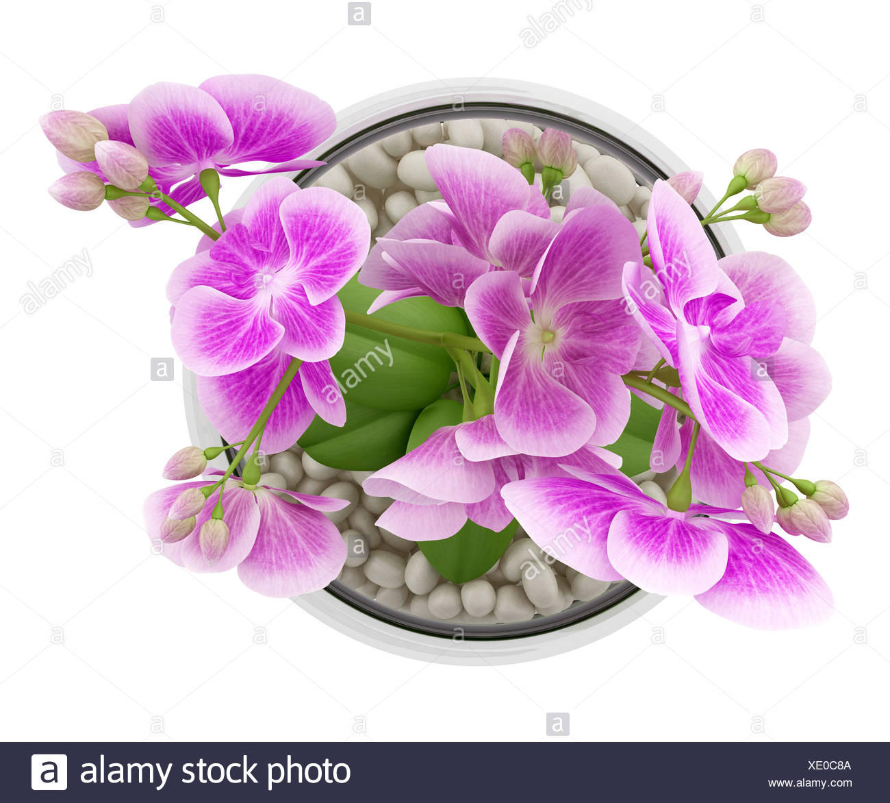 Top View Of Purple Orchid Flower In Glass Vase Stock Photo