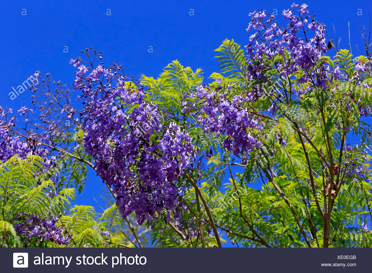Jacaranda Mimosifolia Tree High Resolution Stock Photography and Images