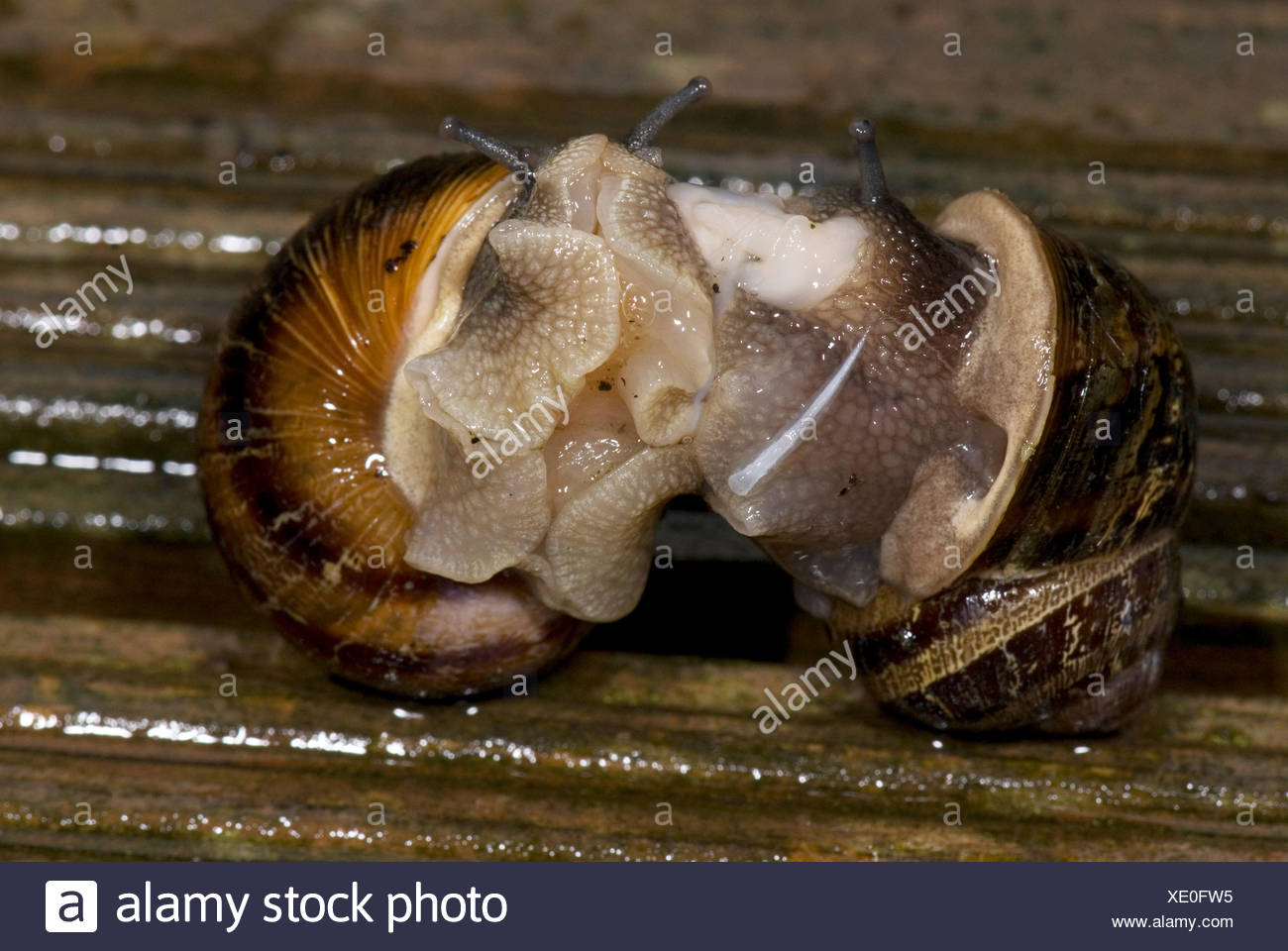 Snails Mating Stock Photos & Snails Mating Stock Images Alamy