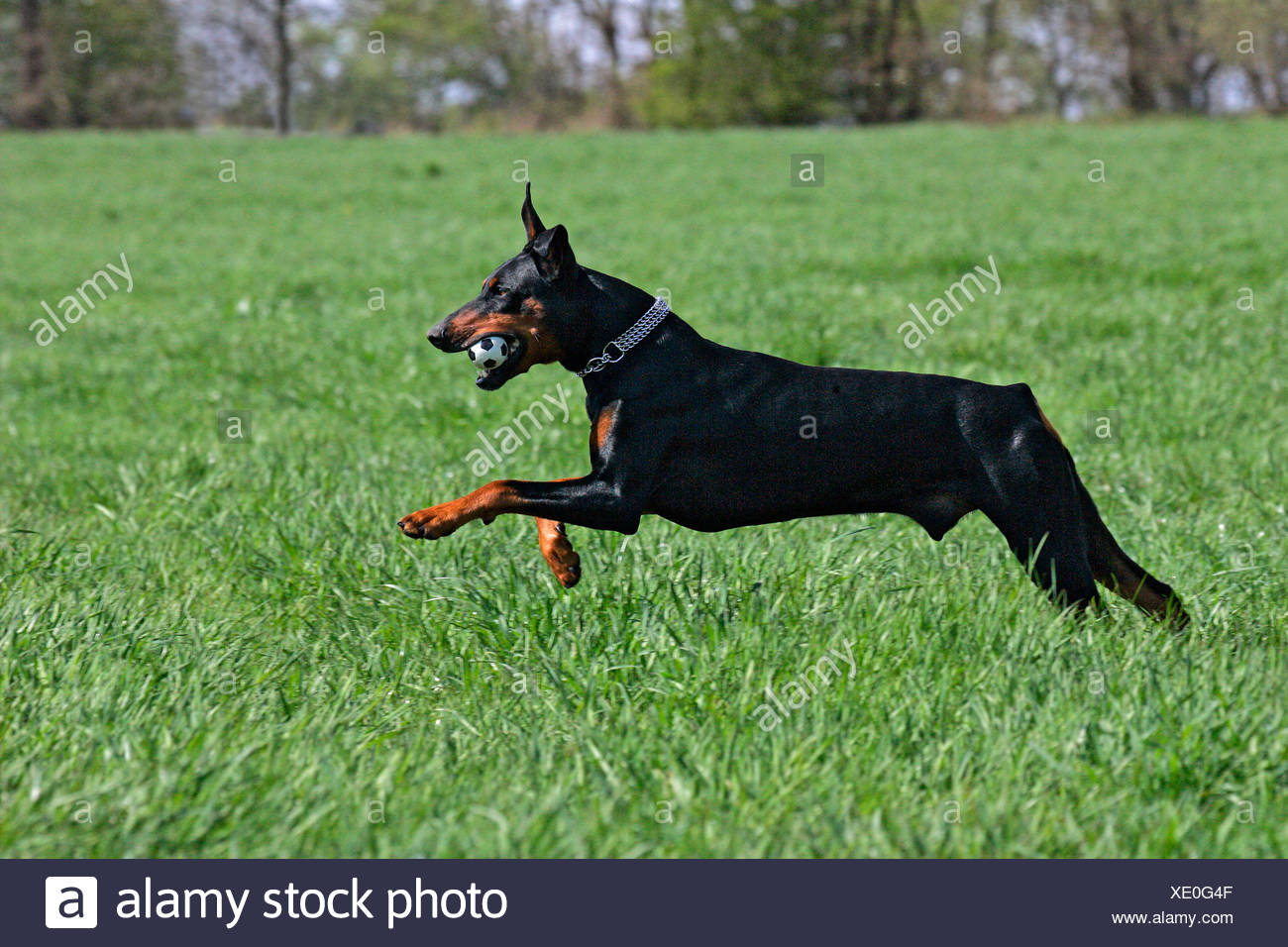 Running Doberman Pinscher Stock Photos & Running Doberman Pinscher Stock Images Alamy