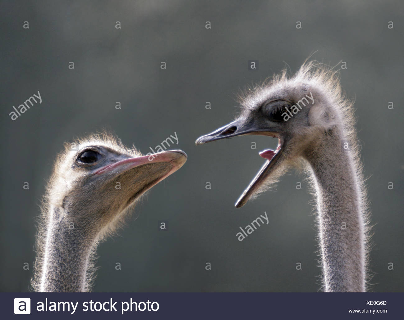 Bird Mouth Tongue Portrait Birds Eyes Duo Photo Composition Beak