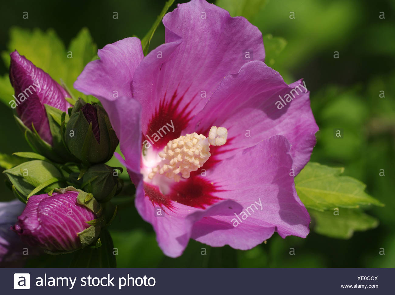 Hibiscus Syriacus South Korea High Resolution Stock Photography and ...