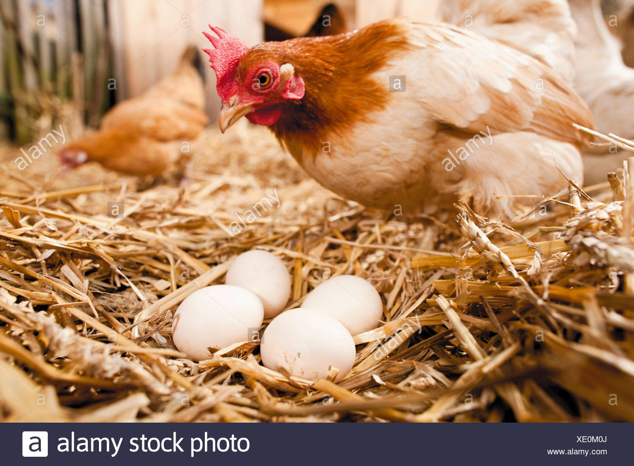 Malaysian Serama Hen In Straw With Clutch Of Eggs Germany Stock