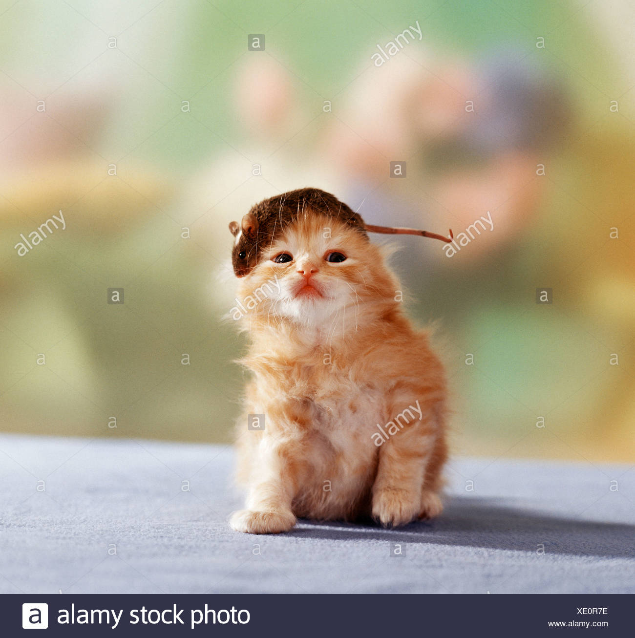Animal Friendship Domestic Cat Kitten Mouse Stock Photo Alamy Animal Friendship Domestic Cat Kitten Mouse Stock Photo Alamy