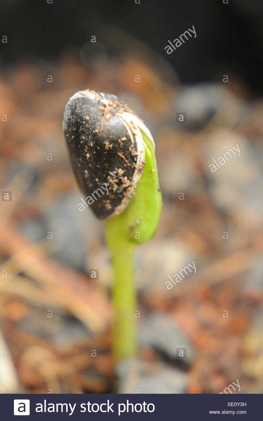Sunflower Seed Germinating High Resolution Stock Photography and Images Alamy
