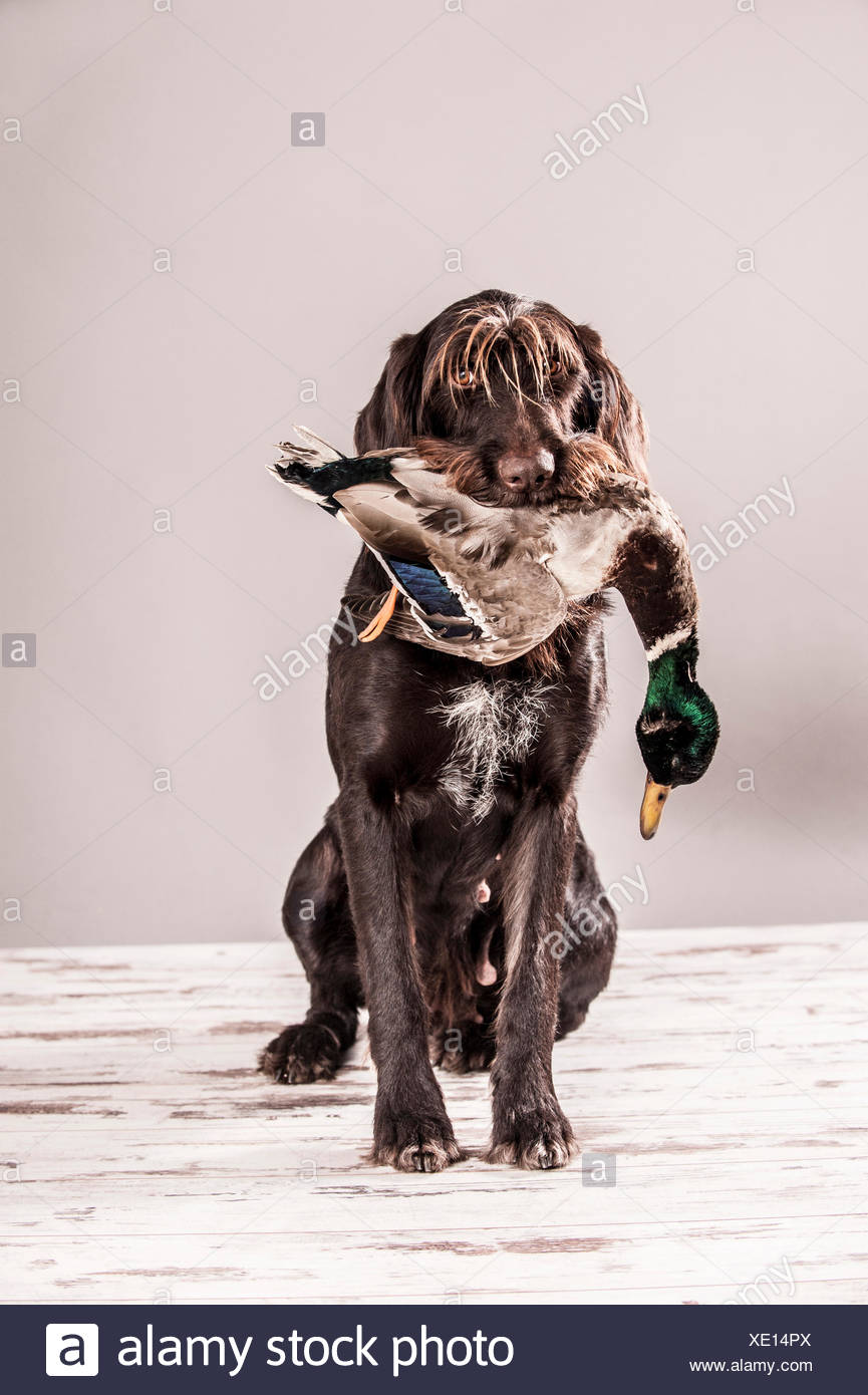 dog with duck in mouth