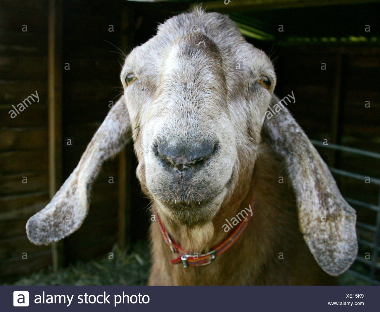 Long Eared Goat High Resolution Stock Photography and Images Alamy