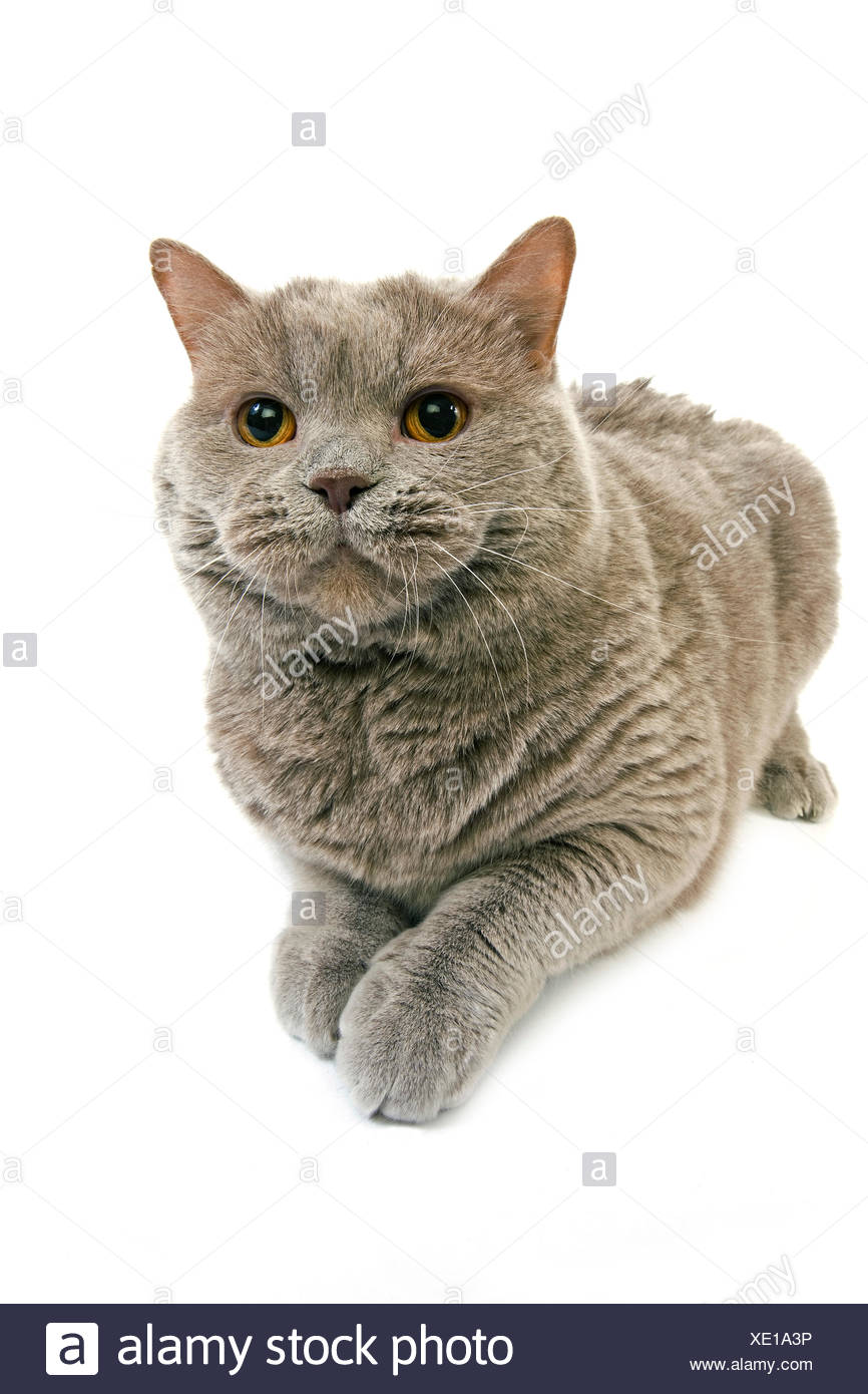 Lilac Self British Shorthair Cat Female Against White Background