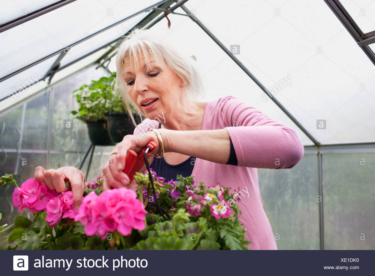 Mature Farmer Woman With Gardening Tool Working In Her Garden Stock Photo