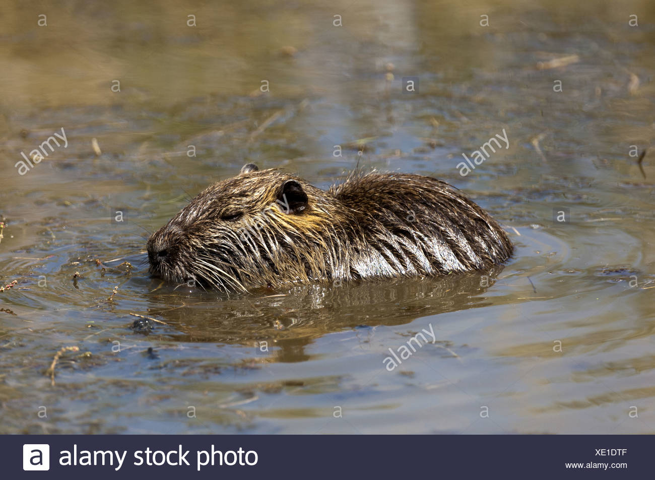 nutria itch nutria itch