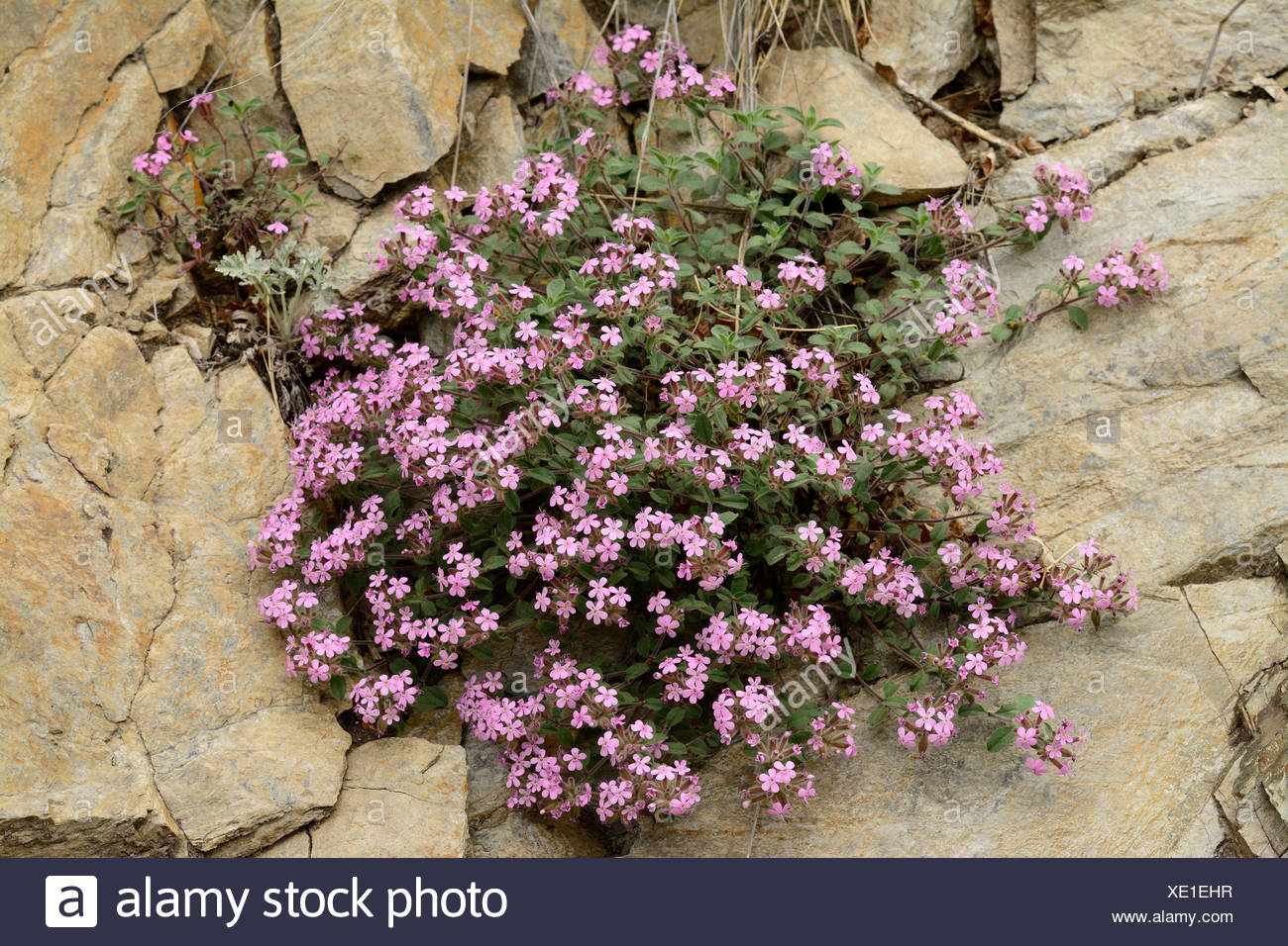 Bouncing Bet Common Soapwort Saponaria Officinalis Caryophyllaceae Flower Blossoms Plant Getwing Canton Valais Switzer Stock Photo Alamy