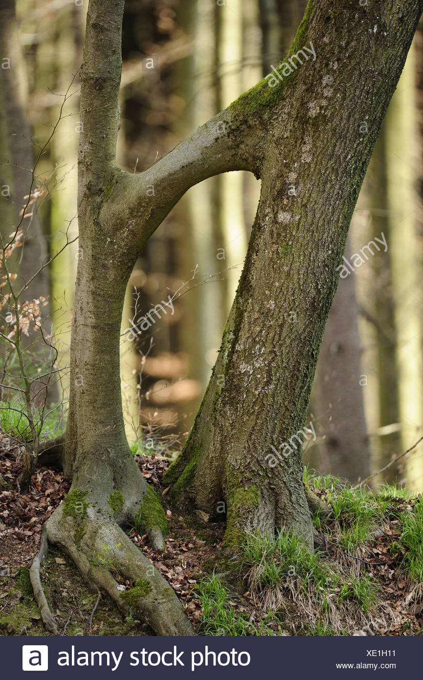 Two Trees Growing Together High Resolution Stock Photography and Images