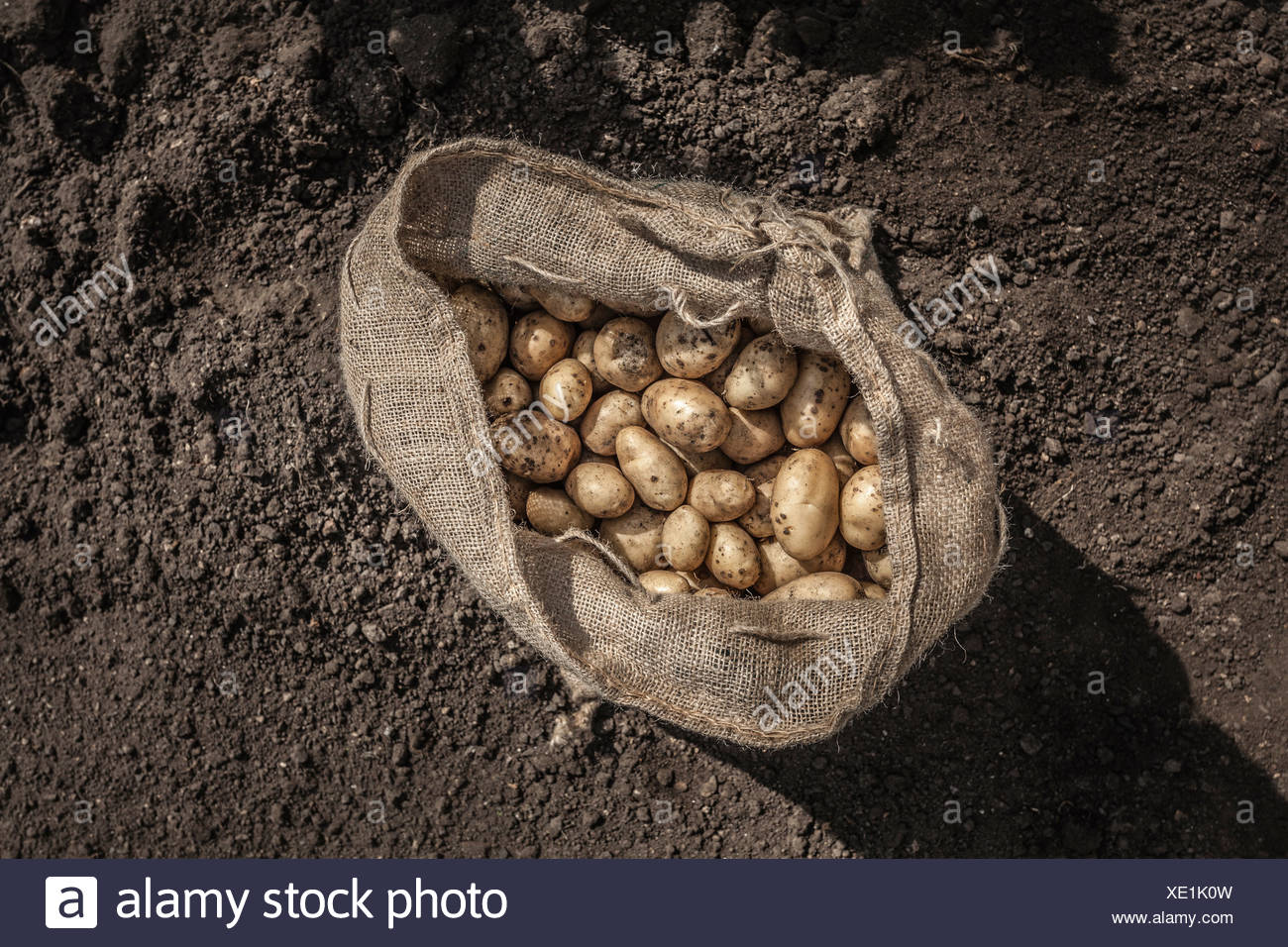 Sack Of Potatoes Stock Photos & Sack Of Potatoes Stock Images Alamy
