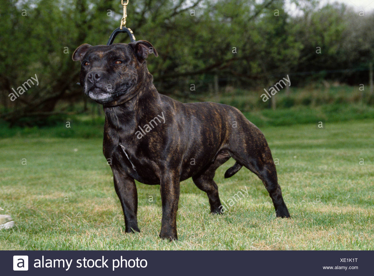 irish staffordshire terriers