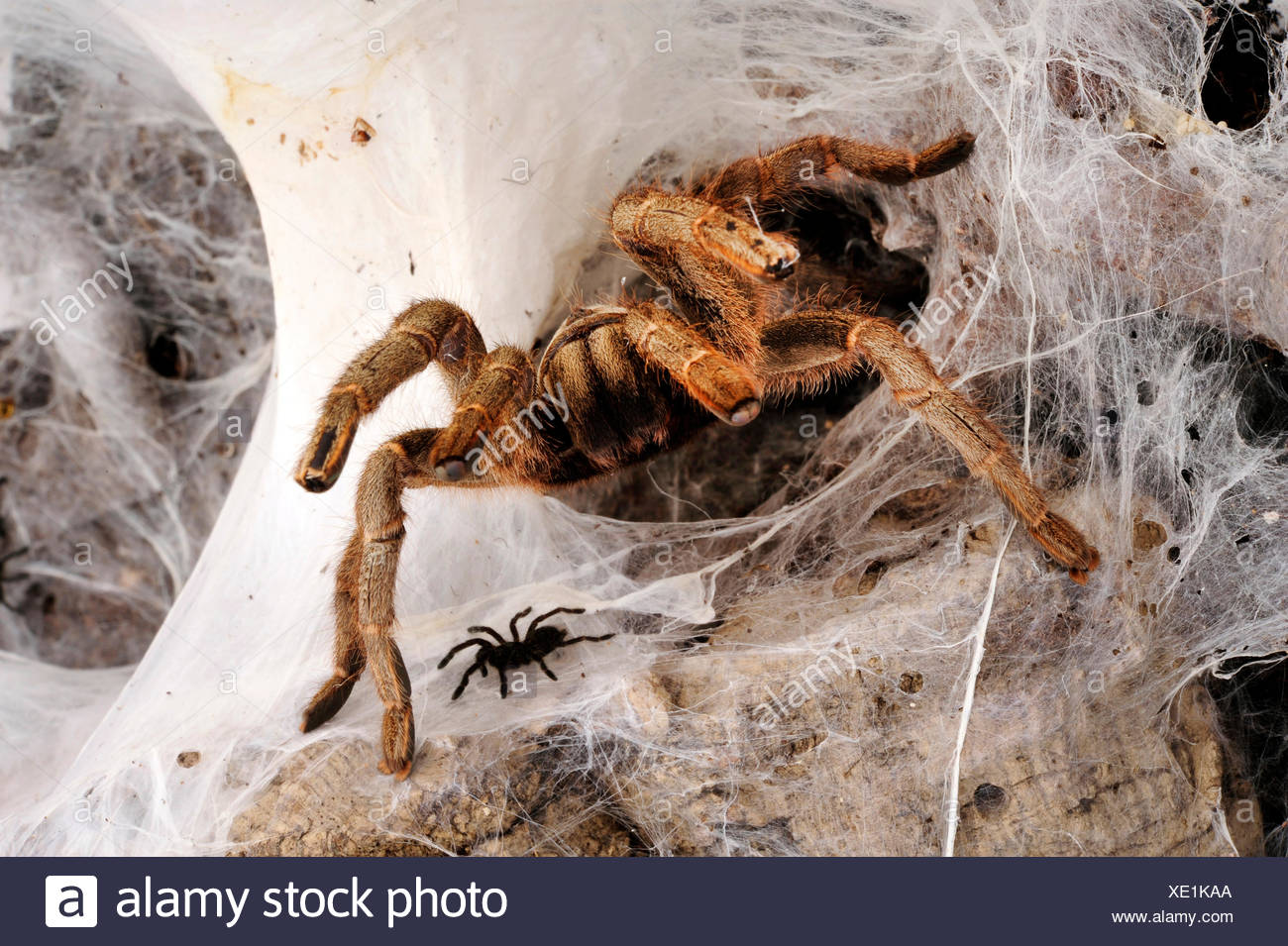 African Baboon Spider High Resolution Stock Photography and Images - Alamy