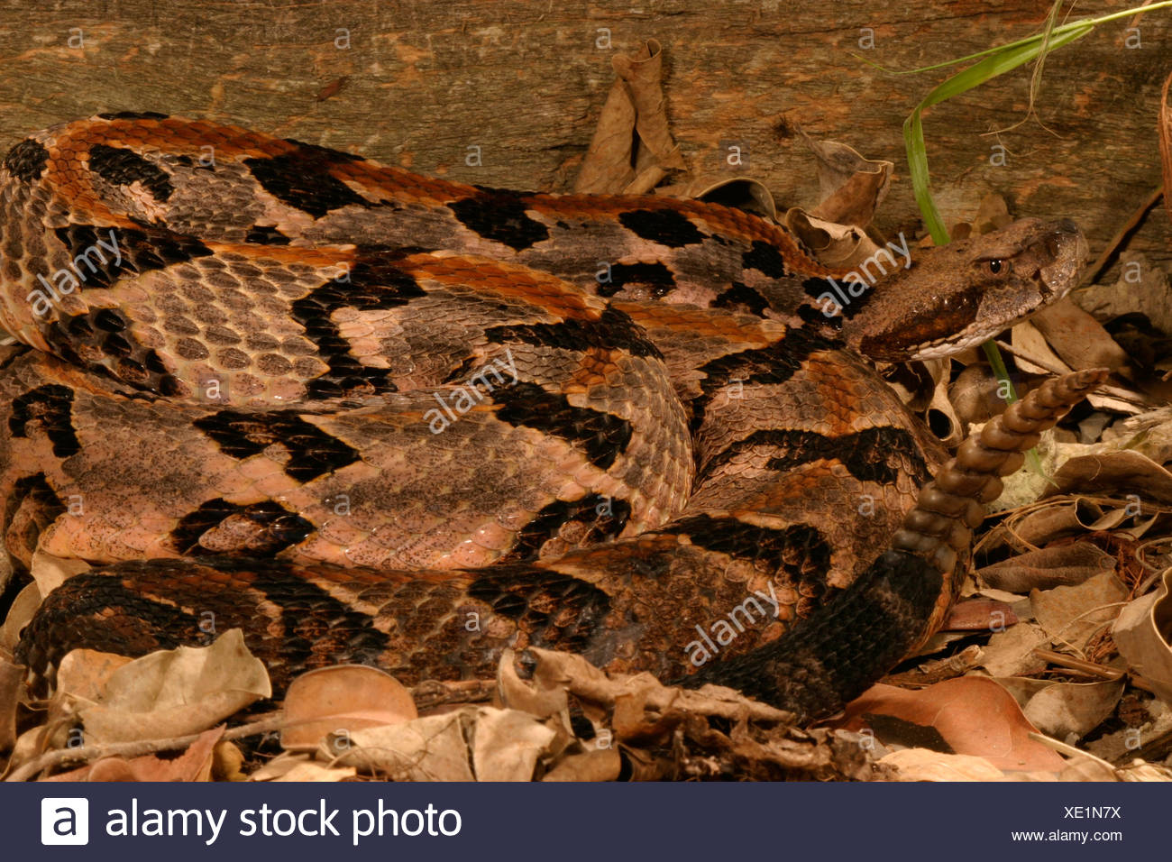 Canebrake Rattlesnake High Resolution Stock Photography And Images - Alamy