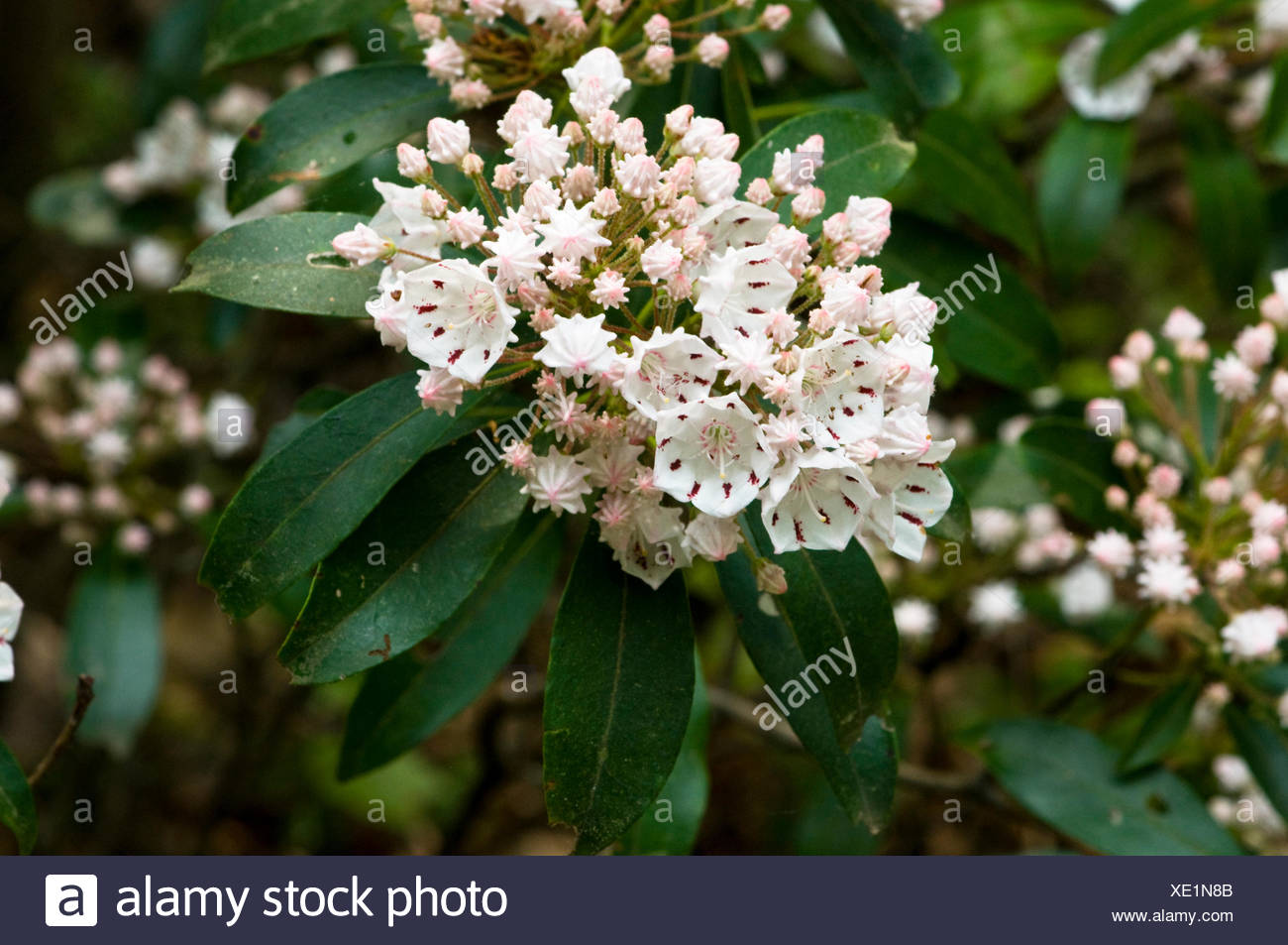 Evergreen Mountain Laurel Blooms In Michaux State Forest Stock Photo Alamy