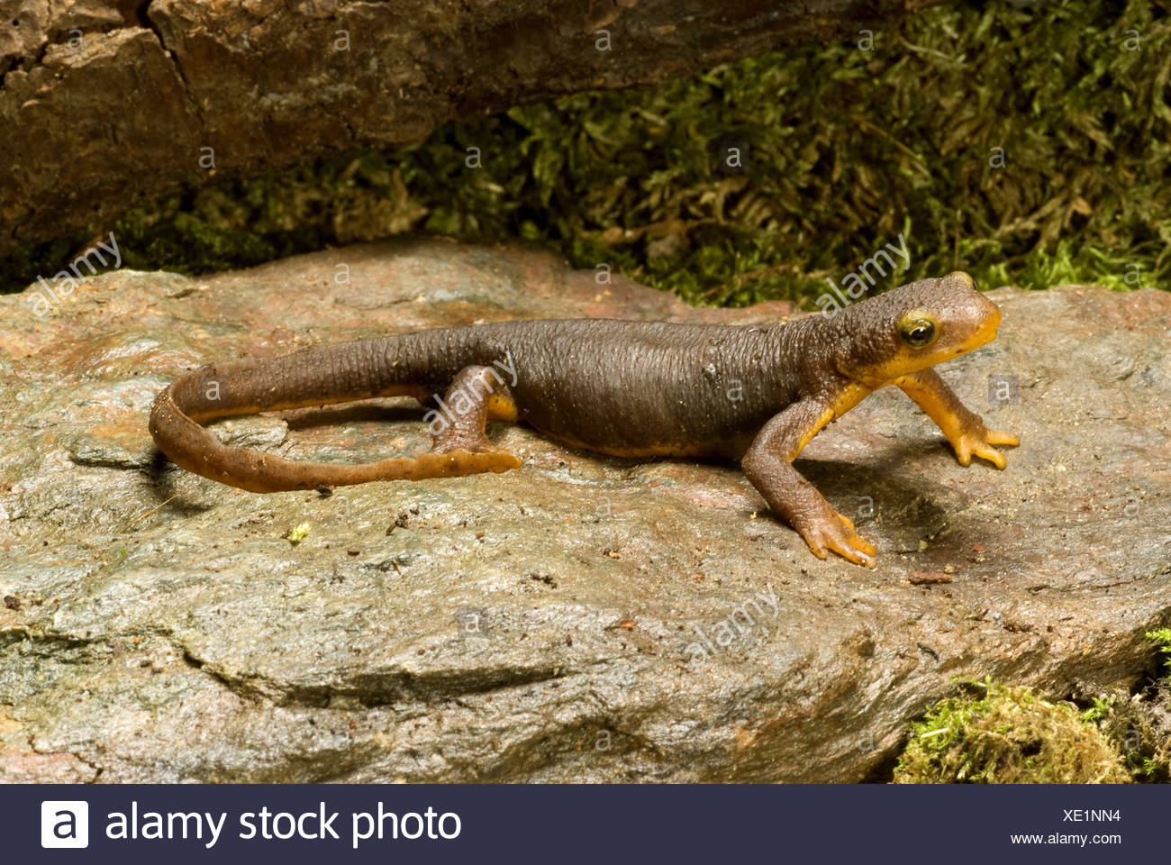 California newt (Taricha torosa), on a stone Stock Photo