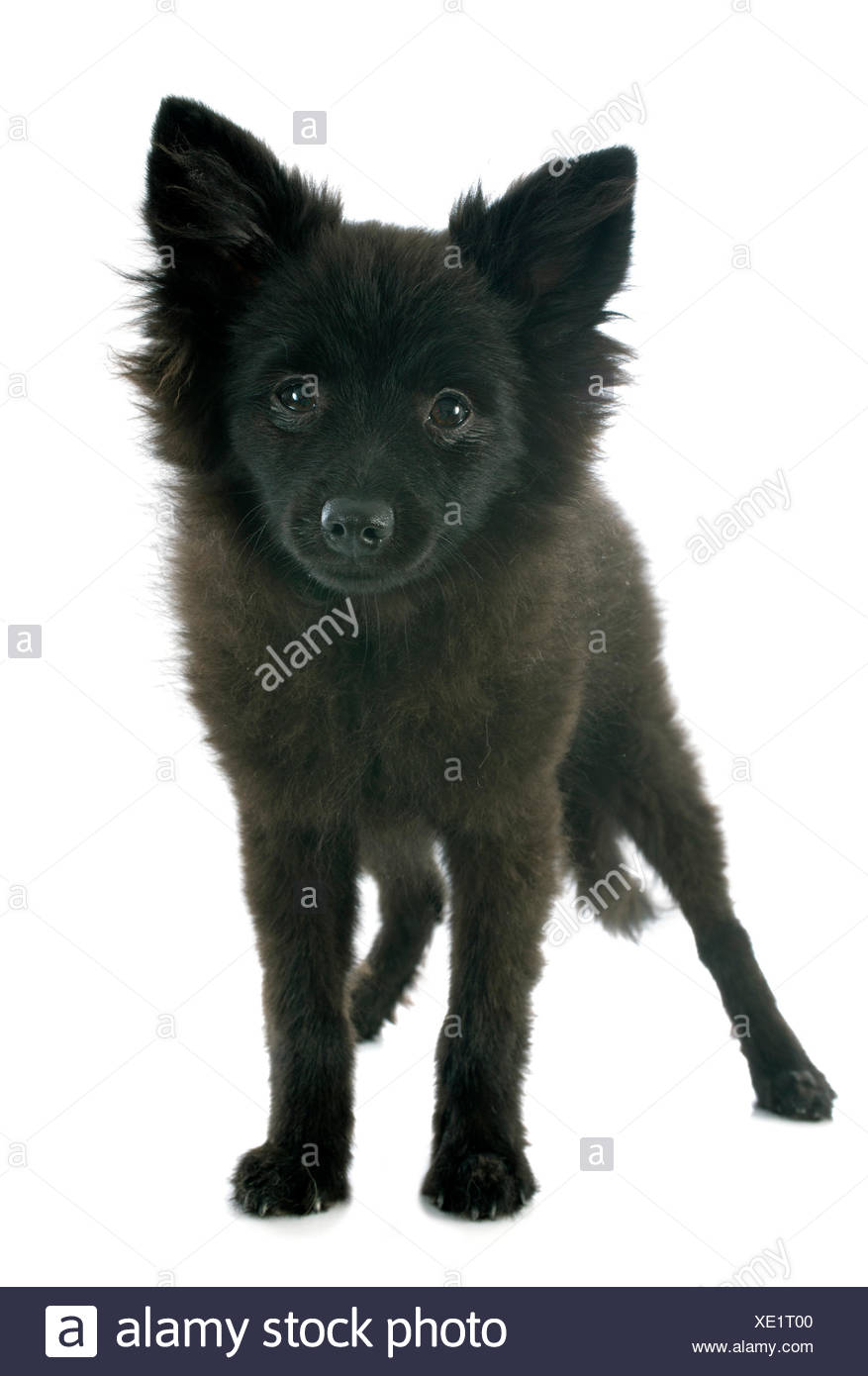 all black small dogs