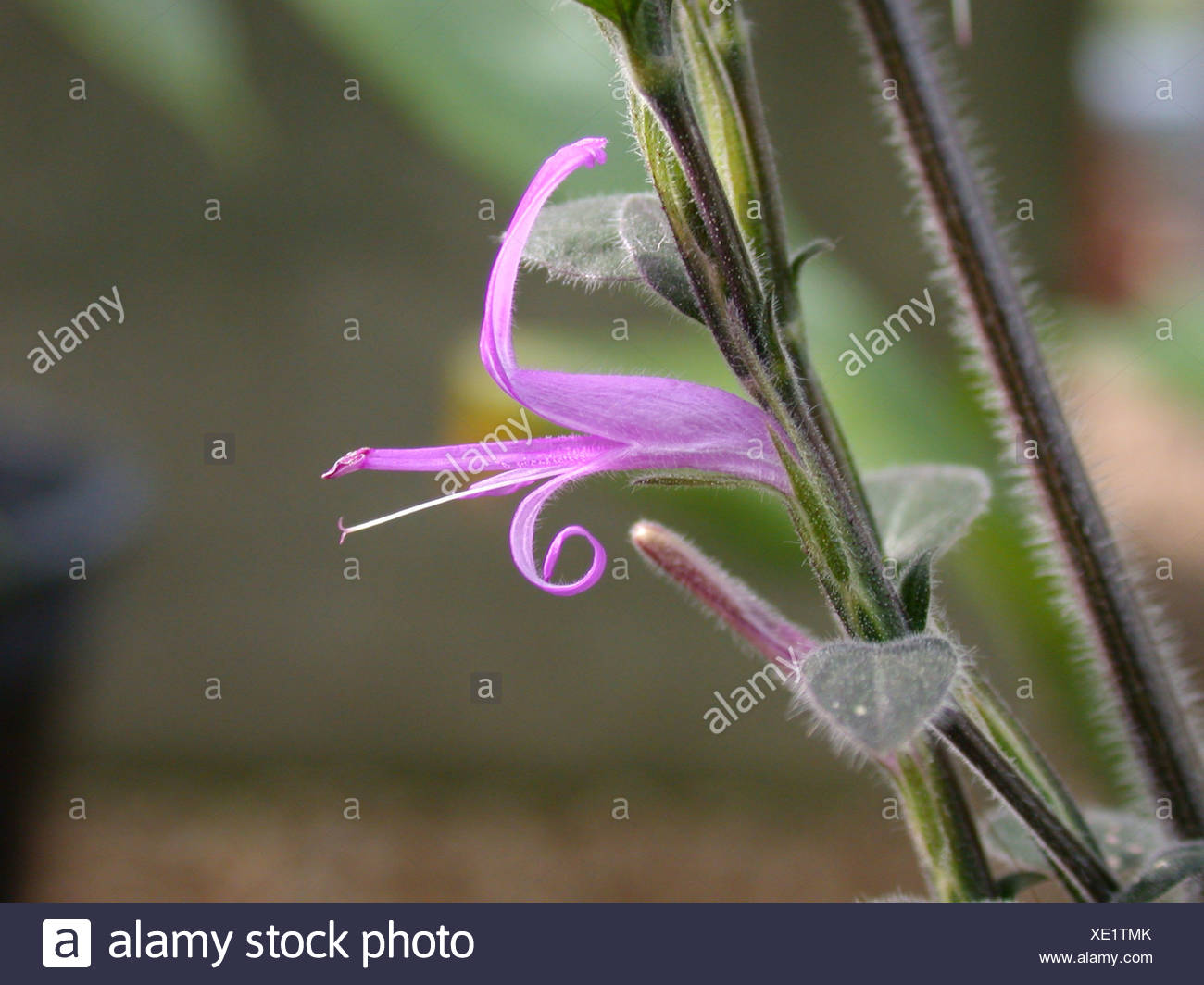 Pink Polka Dot Plant Freckle Face Measles Plant Hypoestes Phyllostachya Flower Stock Photo Alamy,High Efficiency Washer Vs Regular