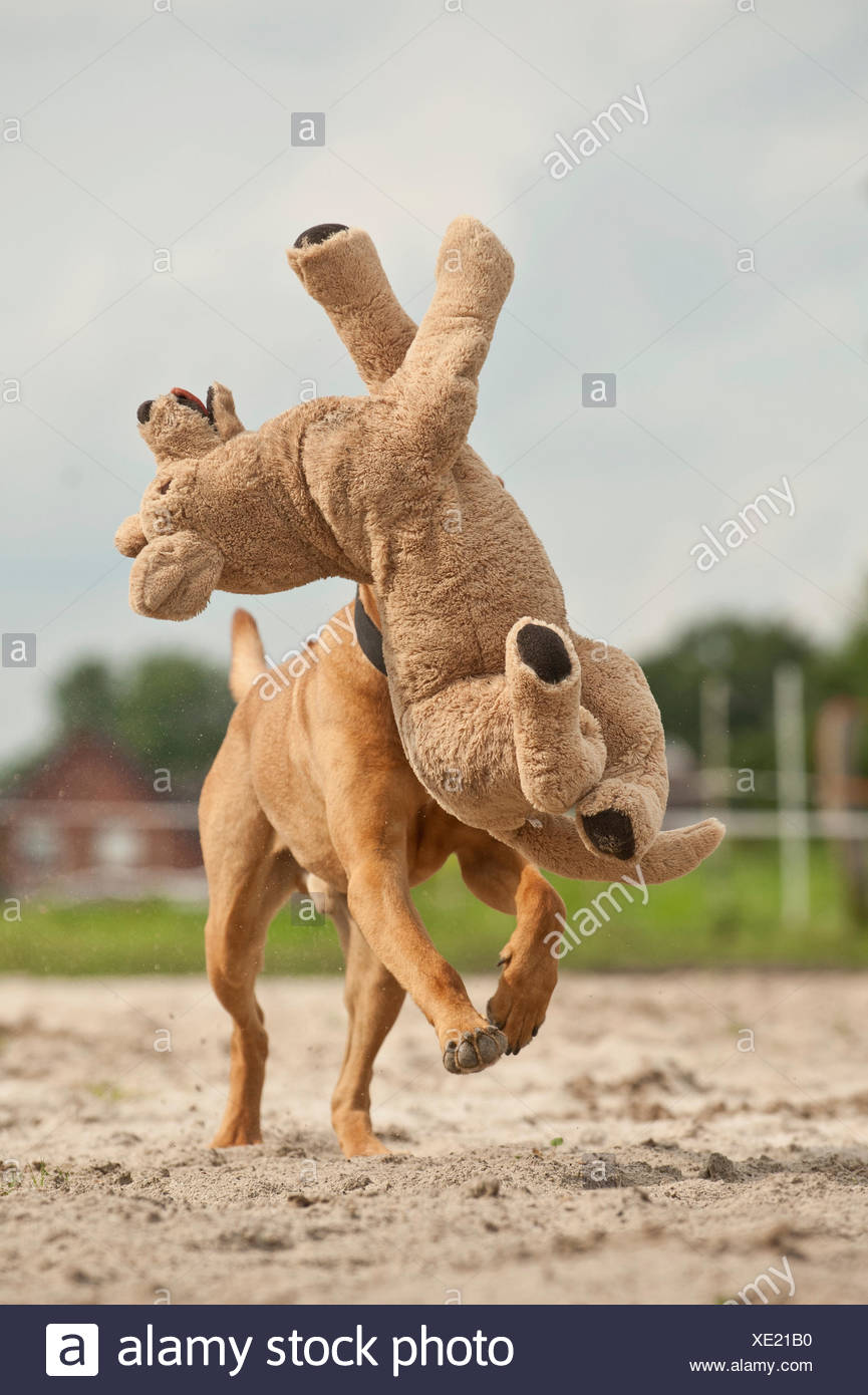 rhodesian ridgeback stuffed animal