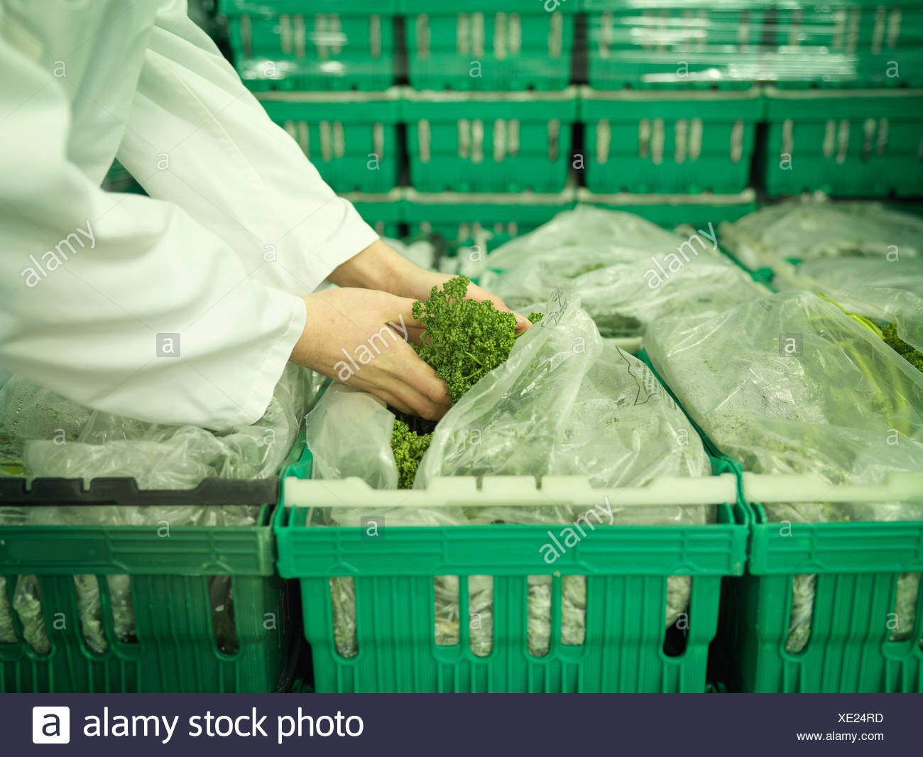 Download Abundance Of Parsley High Resolution Stock Photography And Images Alamy