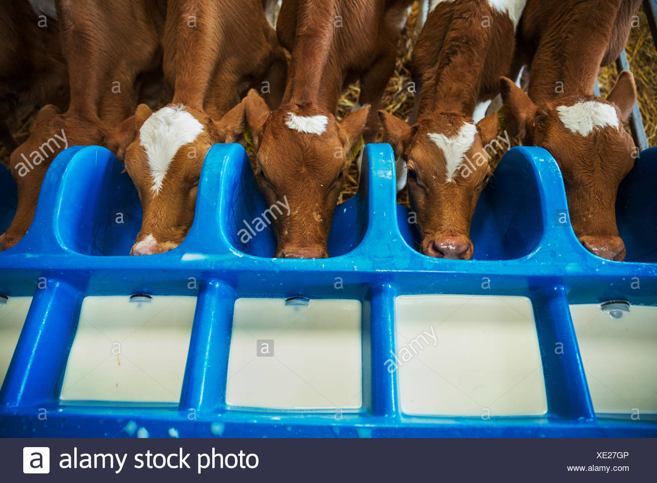 Feeder Calves High Resolution Stock Photography and Images Alamy