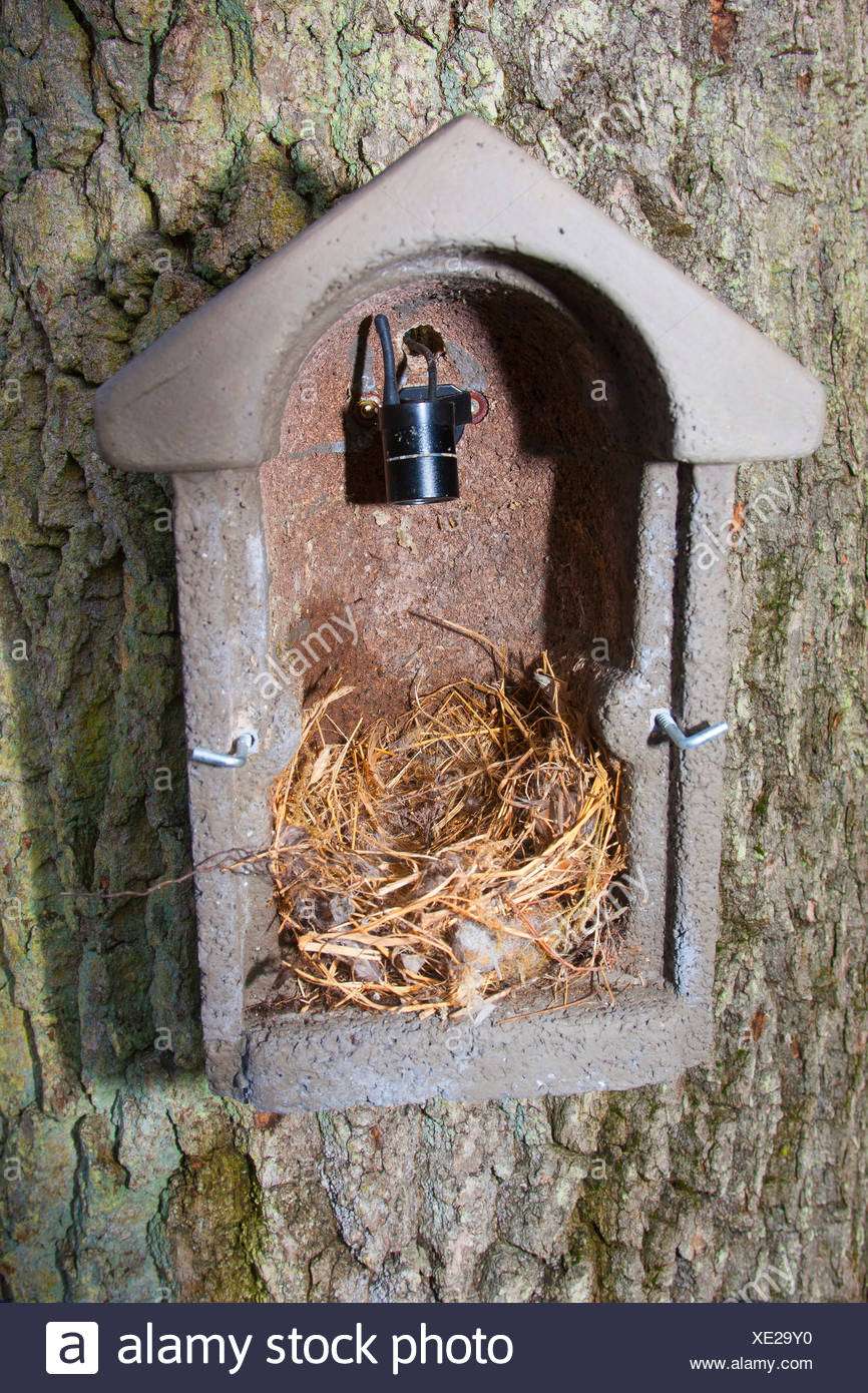 nesting box cameras for birds