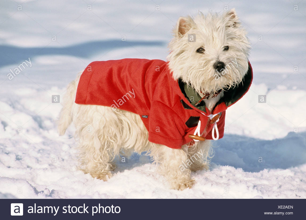 westie dog jackets