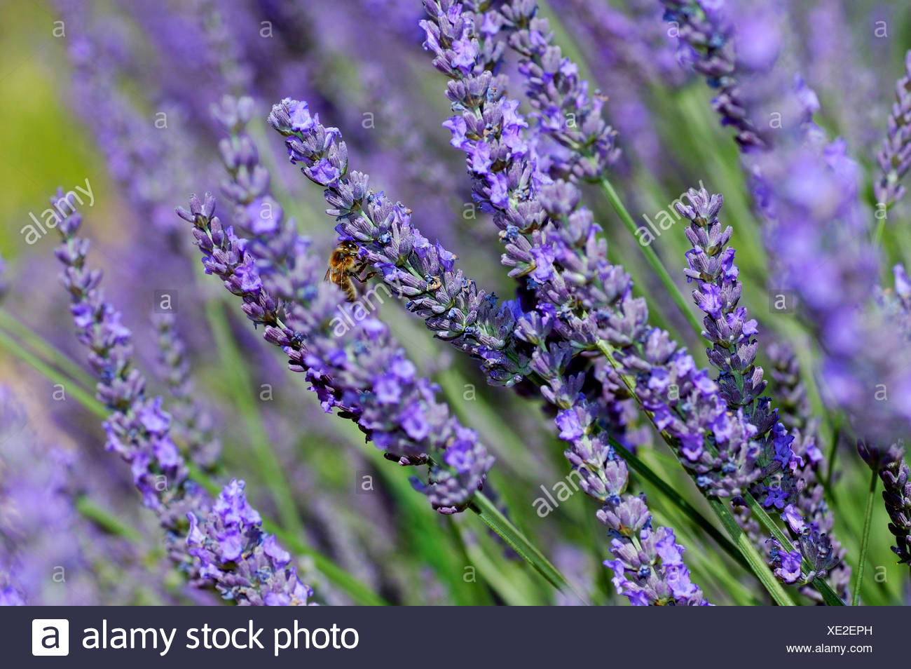 Echter Lavendel Little Lady Lavandula angustifolia