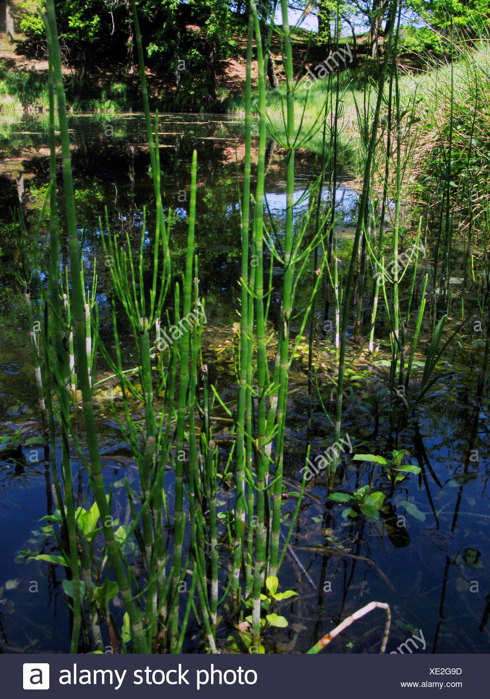 Horsetail marsh: description, properties 93 Horsetail marsh: description, properties 4