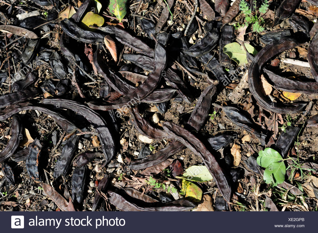 Carob Seed Pods High Resolution Stock Photography and Images Alamy