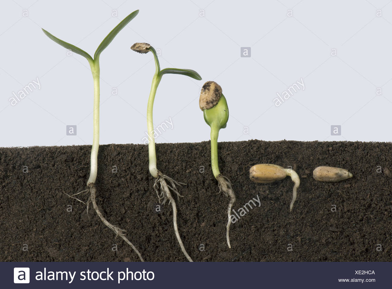 Cotyledon Seed Germination Stock Photos & Cotyledon Seed Germination