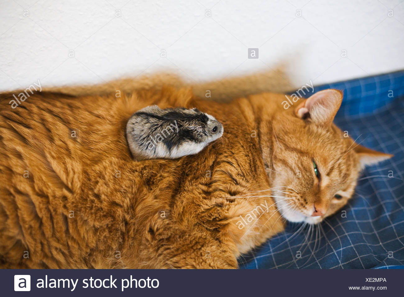 Cat Hamster High Resolution Stock Photography And Images Alamy